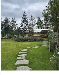 Garden pathway through pine trees
